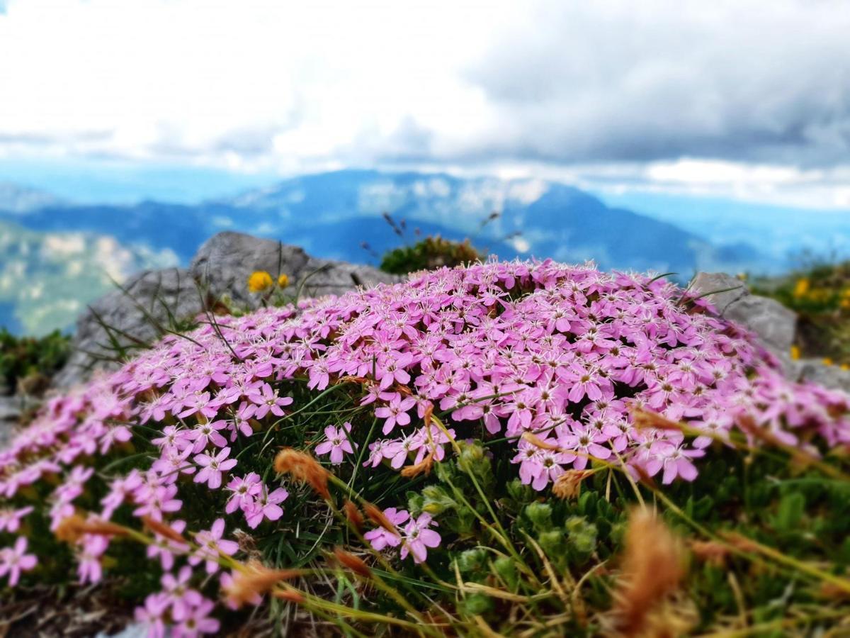 Vila Natur Pur Pikovo Crna na Koroskem Exteriér fotografie